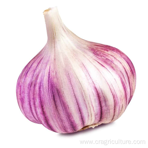 Fresh Red Garlic Bulb Provided